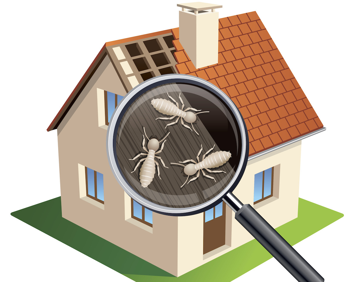 Termite control treatment for home and building protection